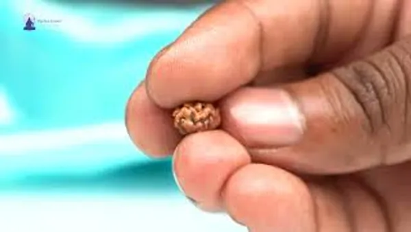 1_Mukhi_From_Java_Indonesia_Large_Lxxv