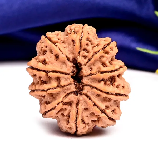 10_Mukhi_Nepal_Rudraksha_Bead_Large