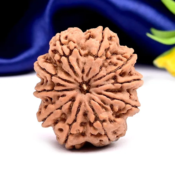 10_Mukhi_Nepal_Rudraksha_Bead_Large
