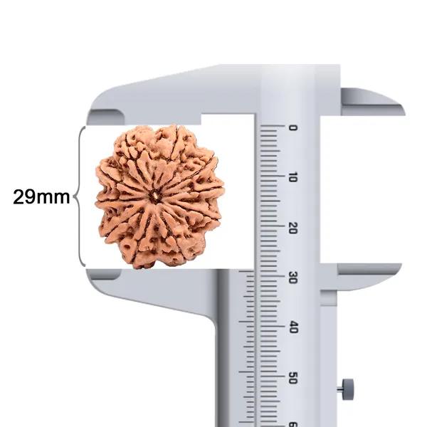 10_Mukhi_Nepal_Rudraksha_Bead_Large