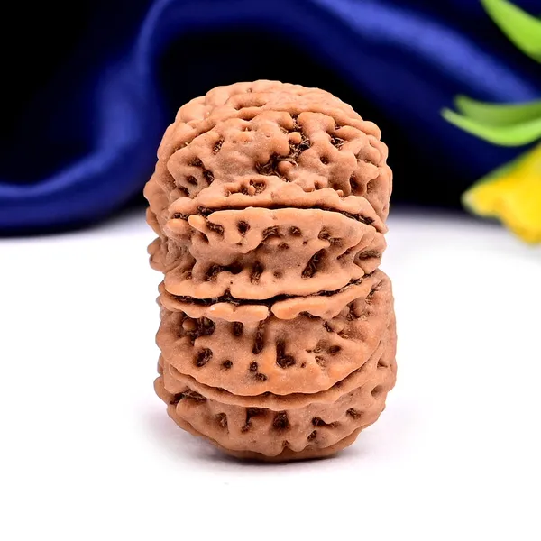 10_Mukhi_Nepal_Rudraksha_Bead_Large