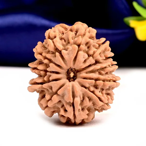 12_Mukhi_From_Nepal_Large_Xcix