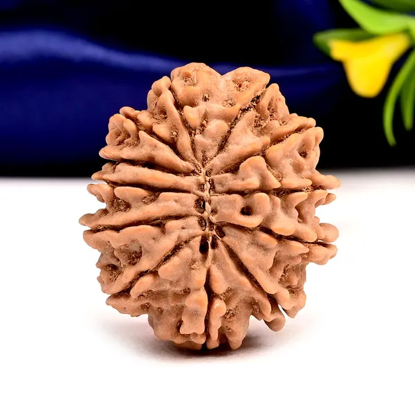 12_Mukhi_From_Nepal_Large_Xcix