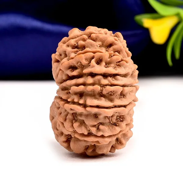 12_Mukhi_From_Nepal_Large_Xcix