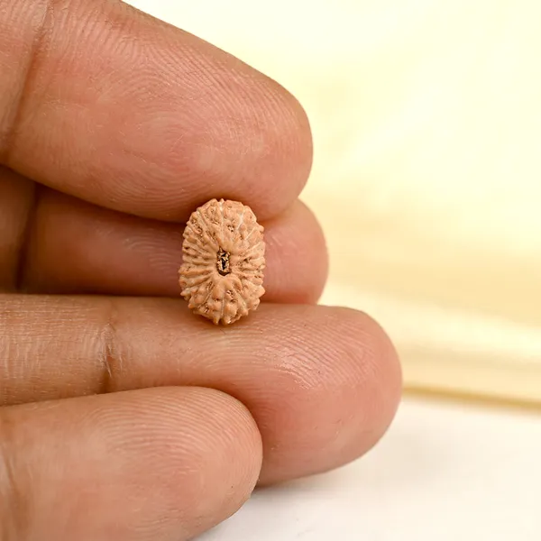 17_Mukhi_From_Java_Indonesia_Tiny_X