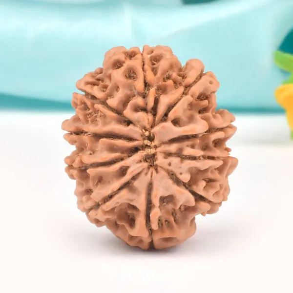 10_Mukhi_Nepal_Rudraksha_Bead_Large
