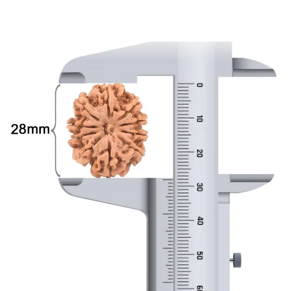 10_Mukhi_Nepal_Rudraksha_Bead_Large