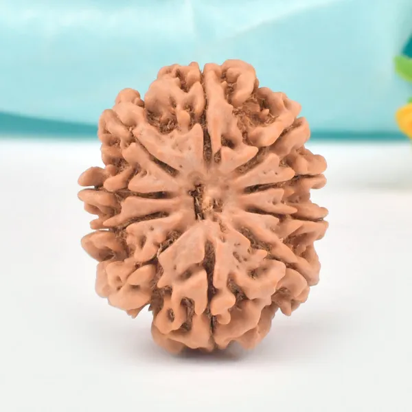 10_Mukhi_Nepal_Rudraksha_Bead_Large