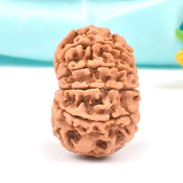 10_Mukhi_Nepal_Rudraksha_Bead_Large