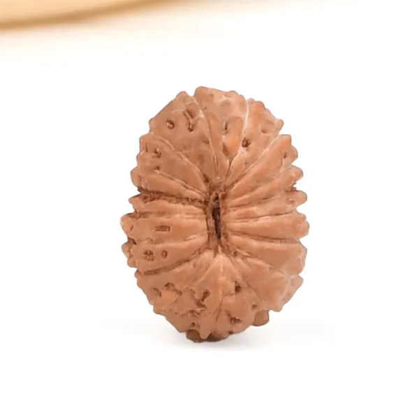 17_Mukhi_From_Java_Indonesia_Small_Ccxxxviii