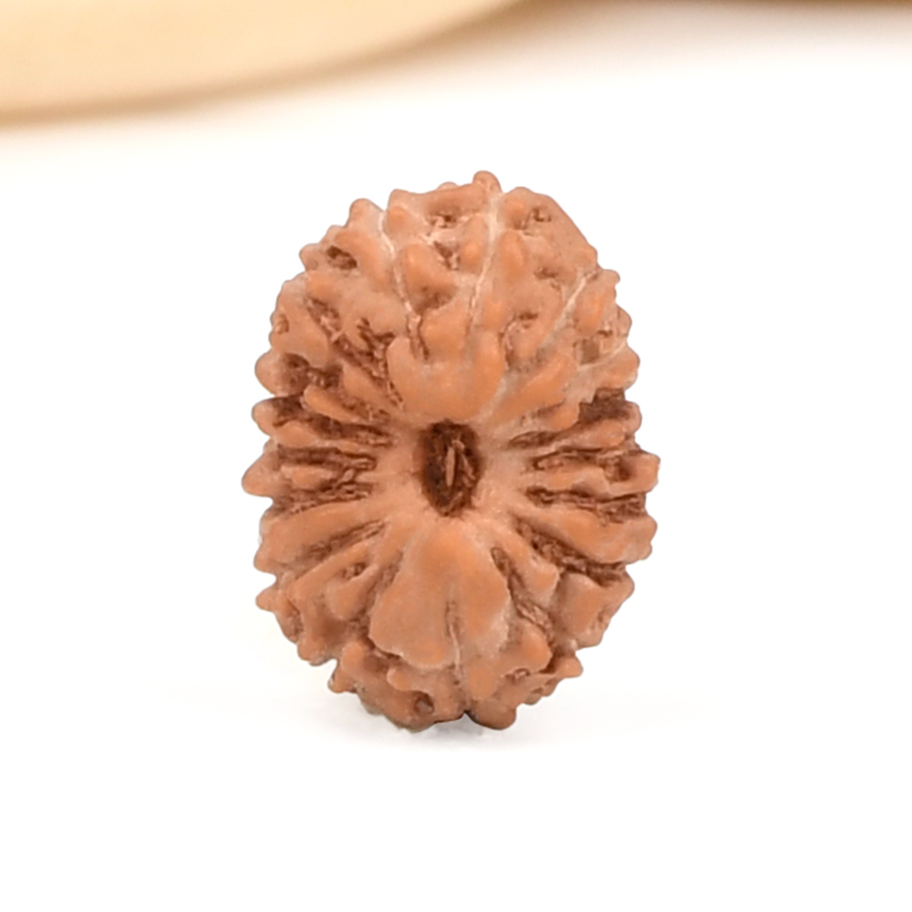 17_Mukhi_From_Java_Indonesia_Small_Ccxxxviii