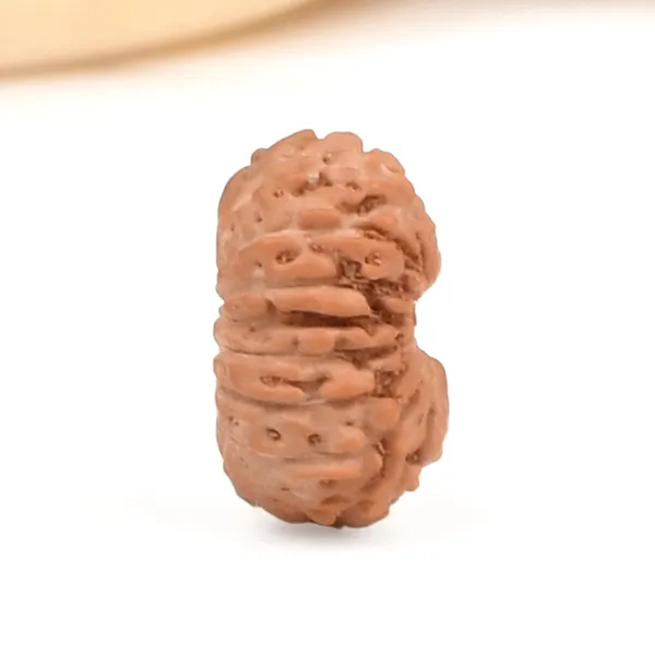 17_Mukhi_From_Java_Indonesia_Small_Ccxxxviii