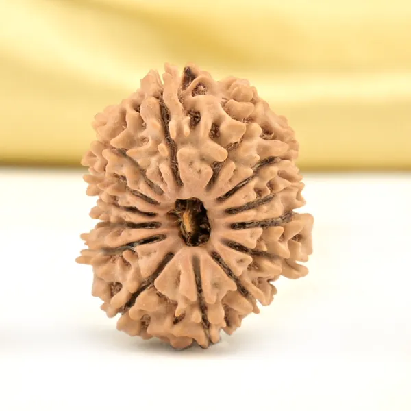 14_Mukhi_Rudraksha_Bead_Nepal_Origin_Deva_Mani