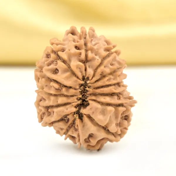 14_Mukhi_Rudraksha_Bead_Nepal_Origin_Deva_Mani