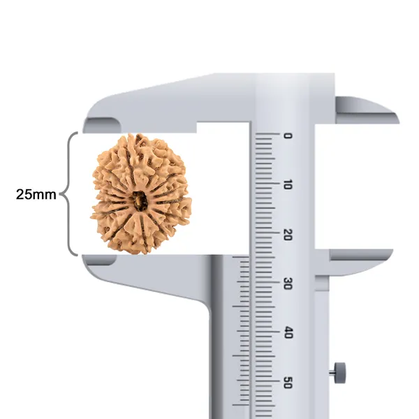 14_Mukhi_Rudraksha_Bead_Nepal_Origin_Deva_Mani