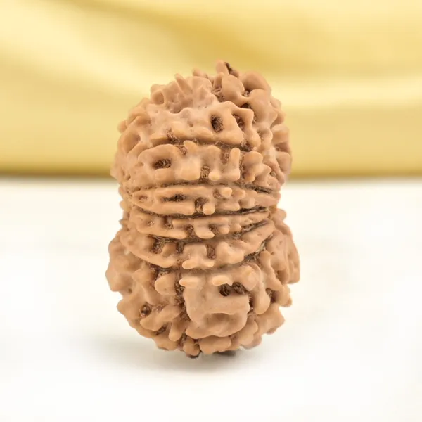 14_Mukhi_Rudraksha_Bead_Nepal_Origin_Deva_Mani