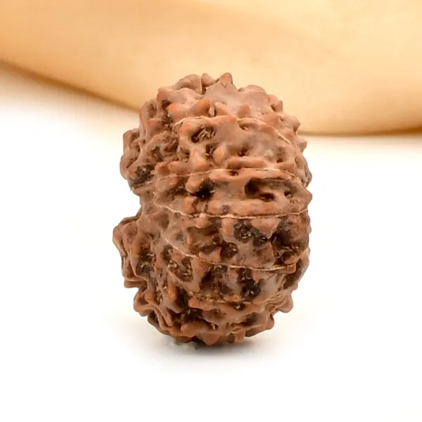 14_Mukhi_Rudraksha_Bead_Indonesia