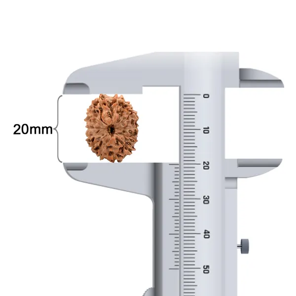 14_Mukhi_Rudraksha_Bead_Indonesia