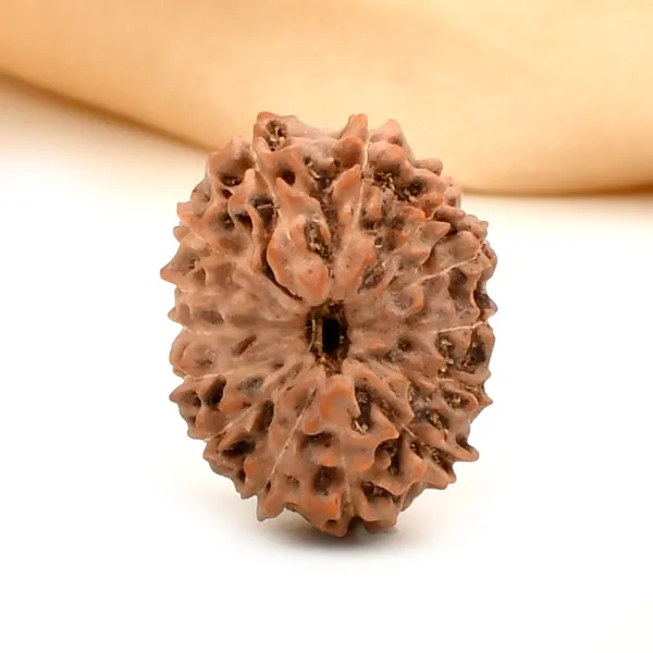 14_Mukhi_Rudraksha_Bead_Indonesia