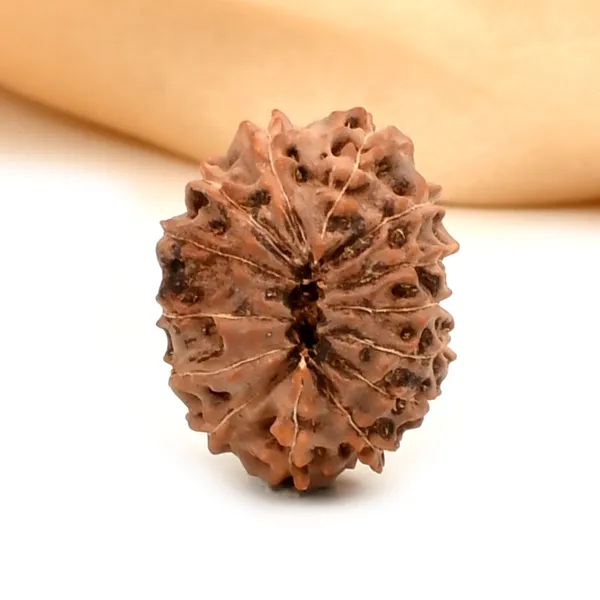 14_Mukhi_Rudraksha_Bead_Indonesia