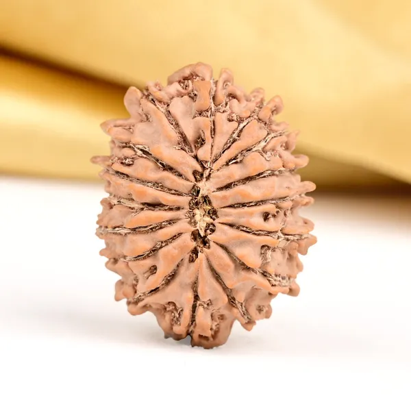 16_Mukhi_From_Nepal_Small_Xxxii