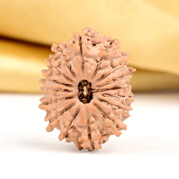 16_Mukhi_From_Nepal_Small_Xxxii