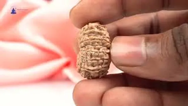 16_Mukhi_From_Nepal_Small_Xxxii