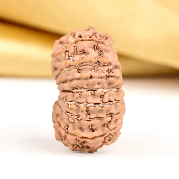 16_Mukhi_From_Nepal_Small_Xxxii