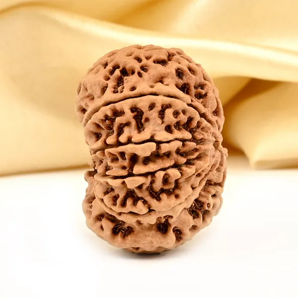 10_Mukhi_From_Nepal_Large_Ccxiv