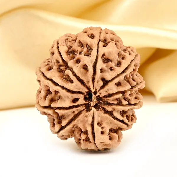 10_Mukhi_From_Nepal_Large_Ccxiv