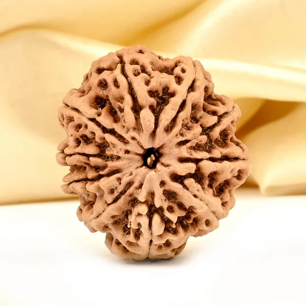 10_Mukhi_From_Nepal_Large_Ccxiv