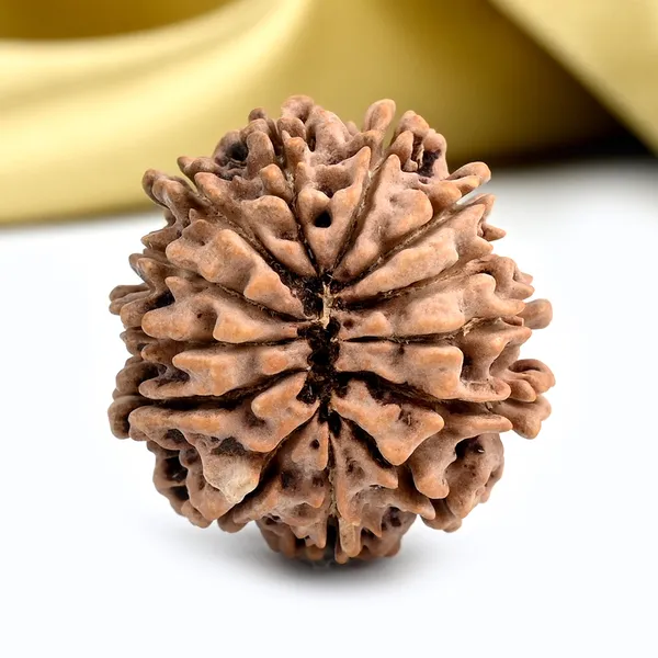 Techpandit_13_Mukhi_Nepal_Rudraksha_Bead_Brown