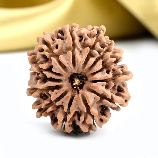 Techpandit_13_Mukhi_Nepal_Rudraksha_Bead_Brown