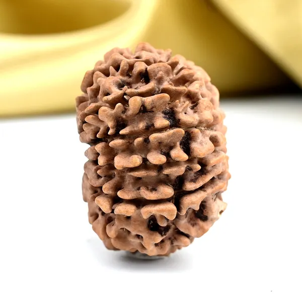 Techpandit_13_Mukhi_Nepal_Rudraksha_Bead_Brown