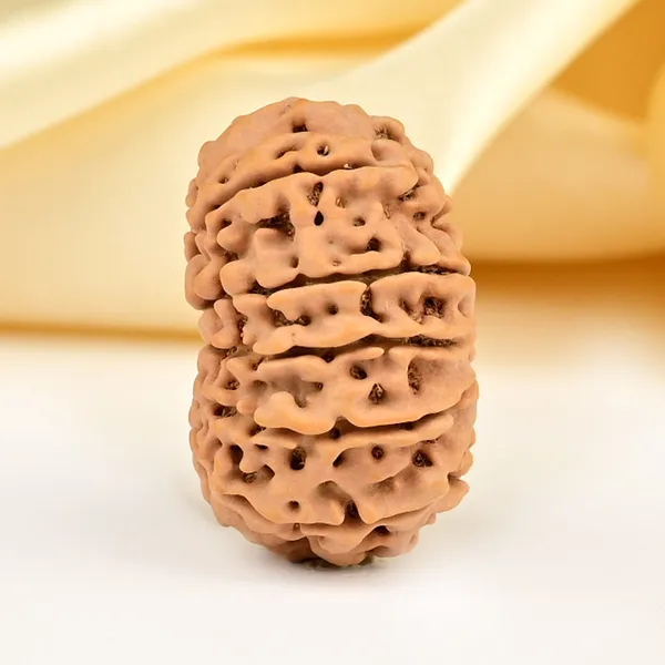 Techpandit_13_Mukhi_Rudraksha_Bead_Nepal_Origin