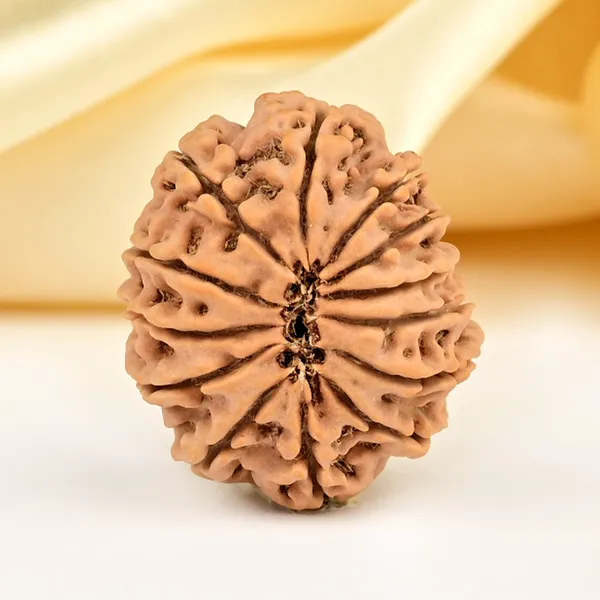 Techpandit_13_Mukhi_Rudraksha_Bead_Nepal_Origin