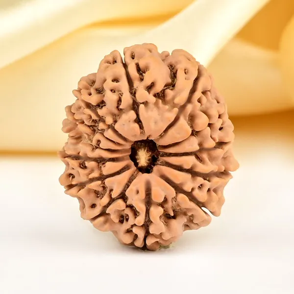 Techpandit_13_Mukhi_Rudraksha_Bead_Nepal_Origin
