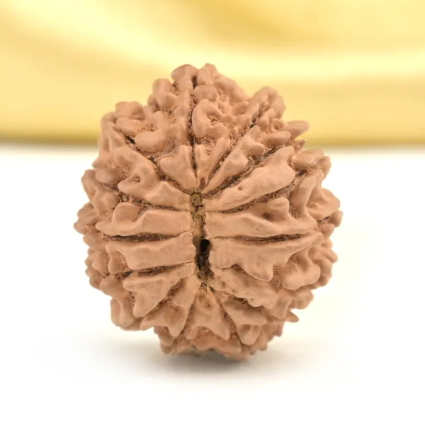 14_Mukhi_Rudraksha_Bead_Nepal_Origin_Deva_Mani