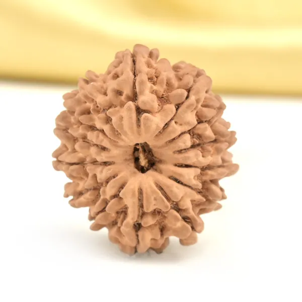 14_Mukhi_Rudraksha_Bead_Nepal_Origin_Deva_Mani