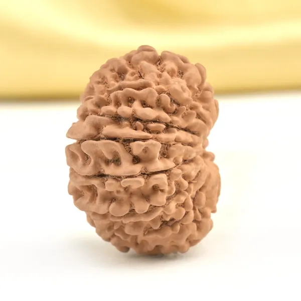 14_Mukhi_Rudraksha_Bead_Nepal_Origin_Deva_Mani