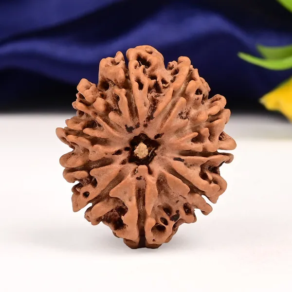 10_Mukhi_From_Nepal_Large_Cxli