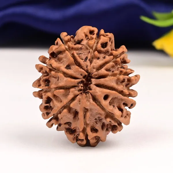 10_Mukhi_From_Nepal_Large_Cxli