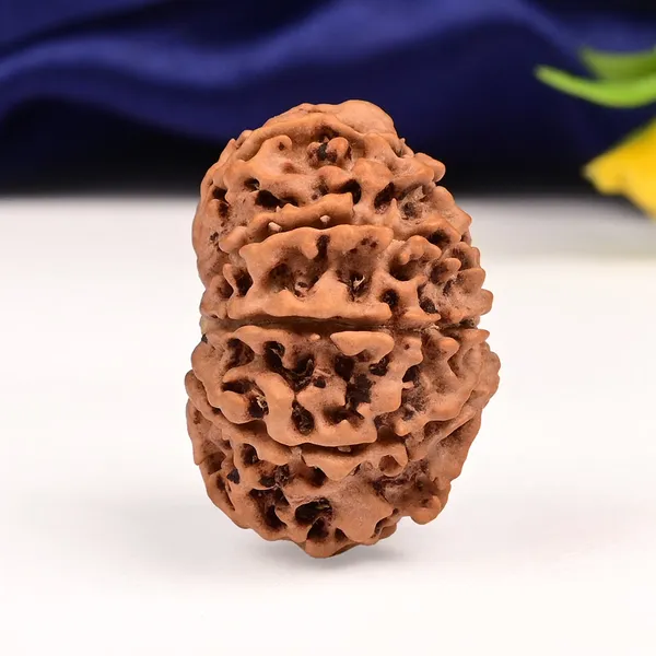 10_Mukhi_From_Nepal_Large_Cxli