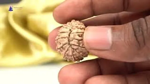 Techpandit_16_Mukhi_Nepali_Rudraksha_Bead_Small