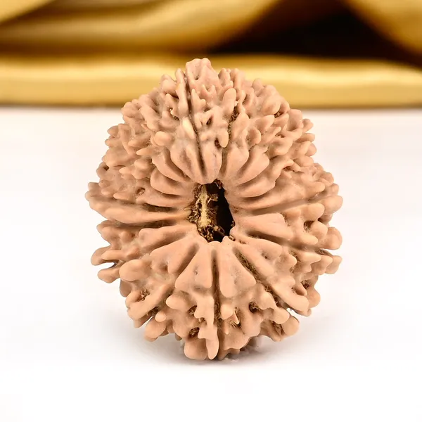 Techpandit_16_Mukhi_Nepali_Rudraksha_Bead_Small