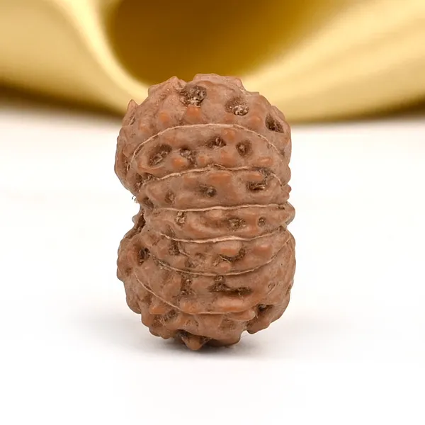 14_Mukhi_From_Java_Indonesia_Small_Cdii