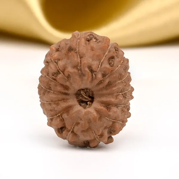 14_Mukhi_From_Java_Indonesia_Small_Cdii
