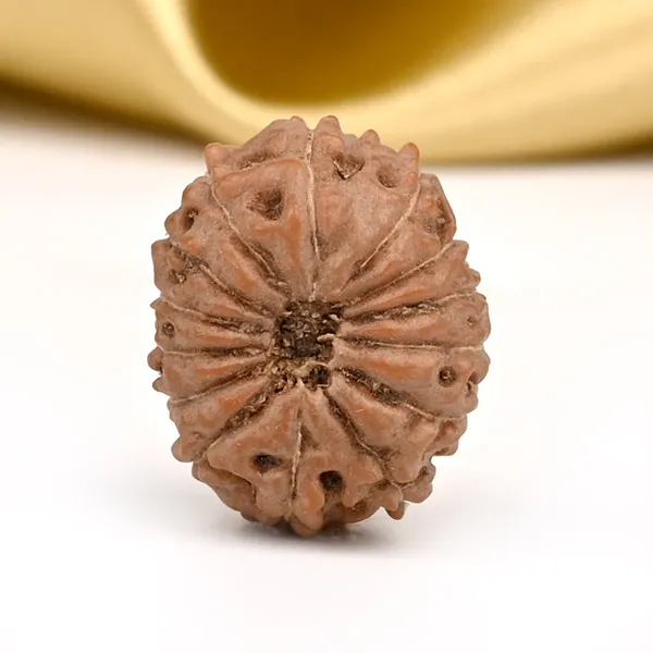 14_Mukhi_From_Java_Indonesia_Small_Cdii