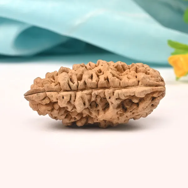 1_Mukhi_Half_Moon_Collector_V