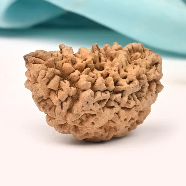 1_Mukhi_Half_Moon_Collector_V